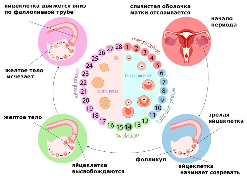 Что такое пмс у женщин