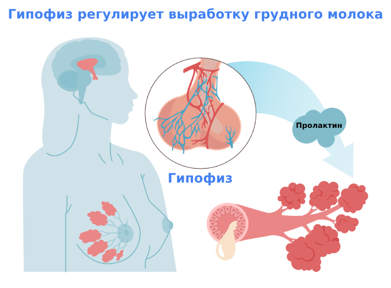 Гиперпролактинемия гипофиза