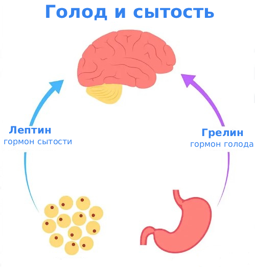 Грелин гормон