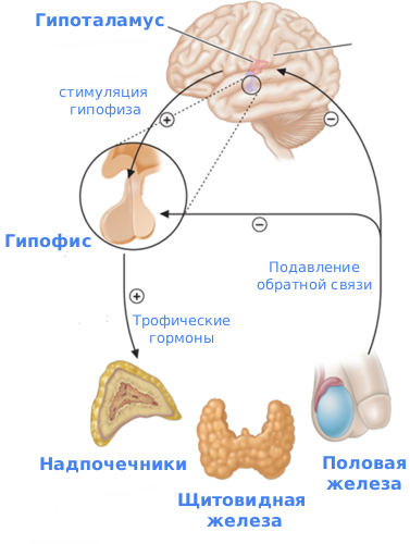 Гипогонадизм причины развития