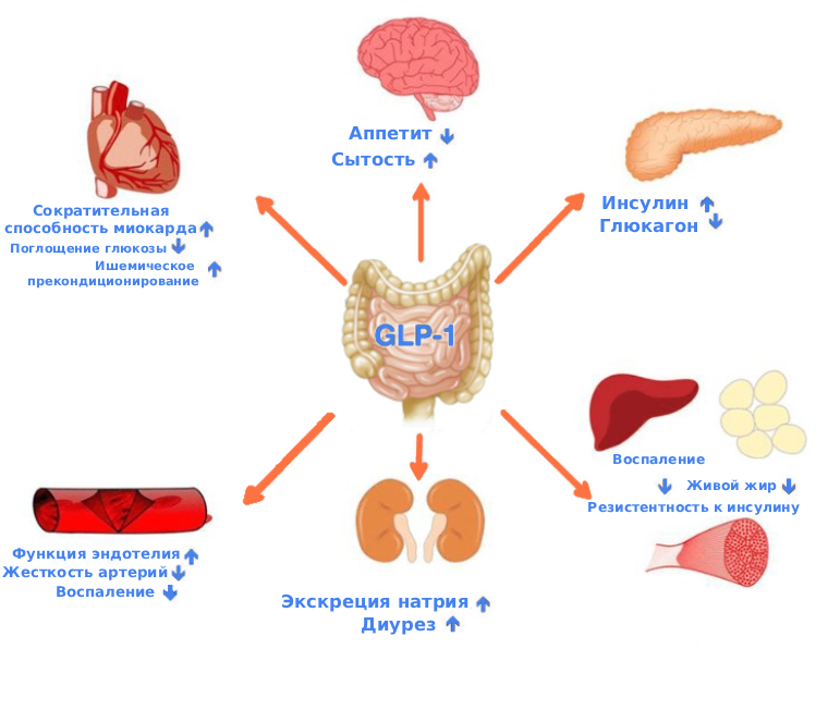 ГПП 1 механизм действия ГПП 1 механизм действия