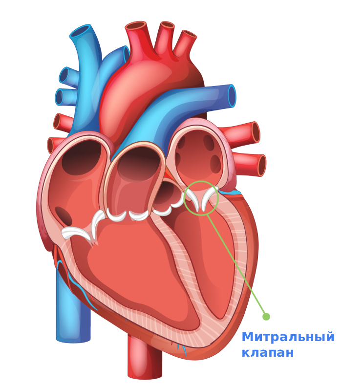 Митральный клапан Митральный клапан